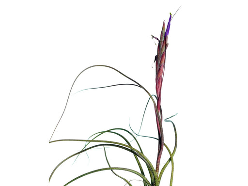 butzii air plant Tillandsia butzii — Ecuagenera Orquídeas del Ecuador
