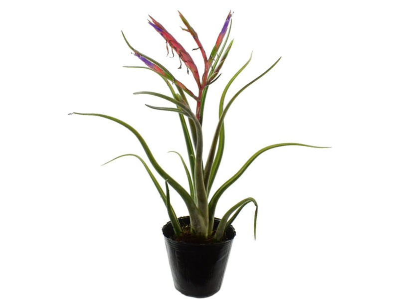 Tillandsia caput-medusae