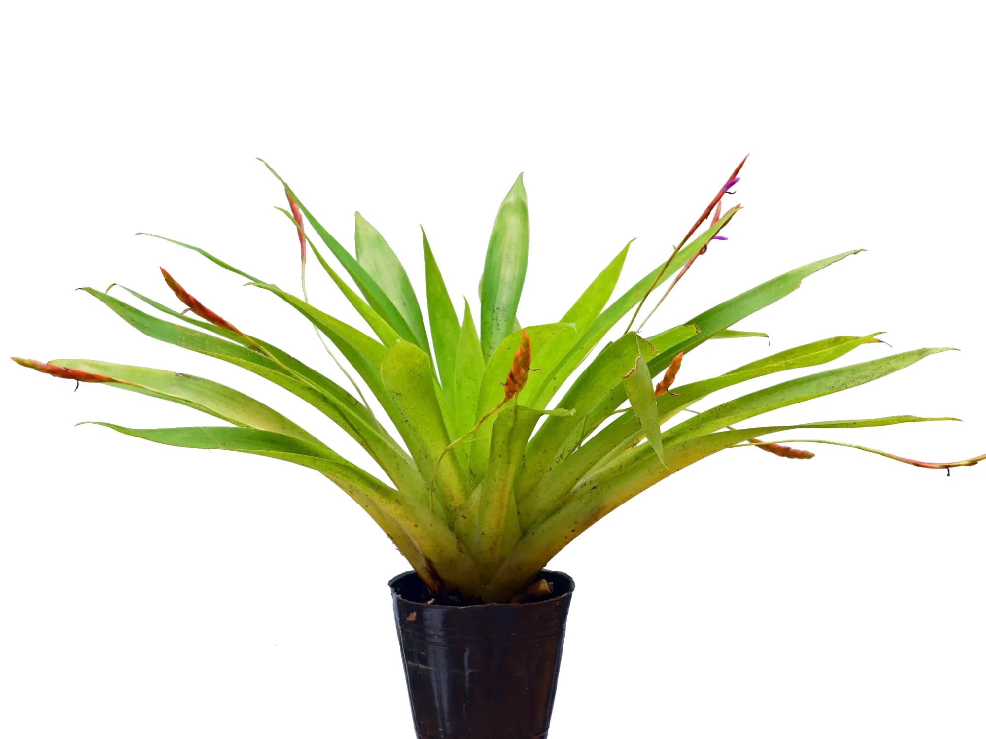 Tillandsia complanata — Ecuagenera Orquídeas del Ecuador