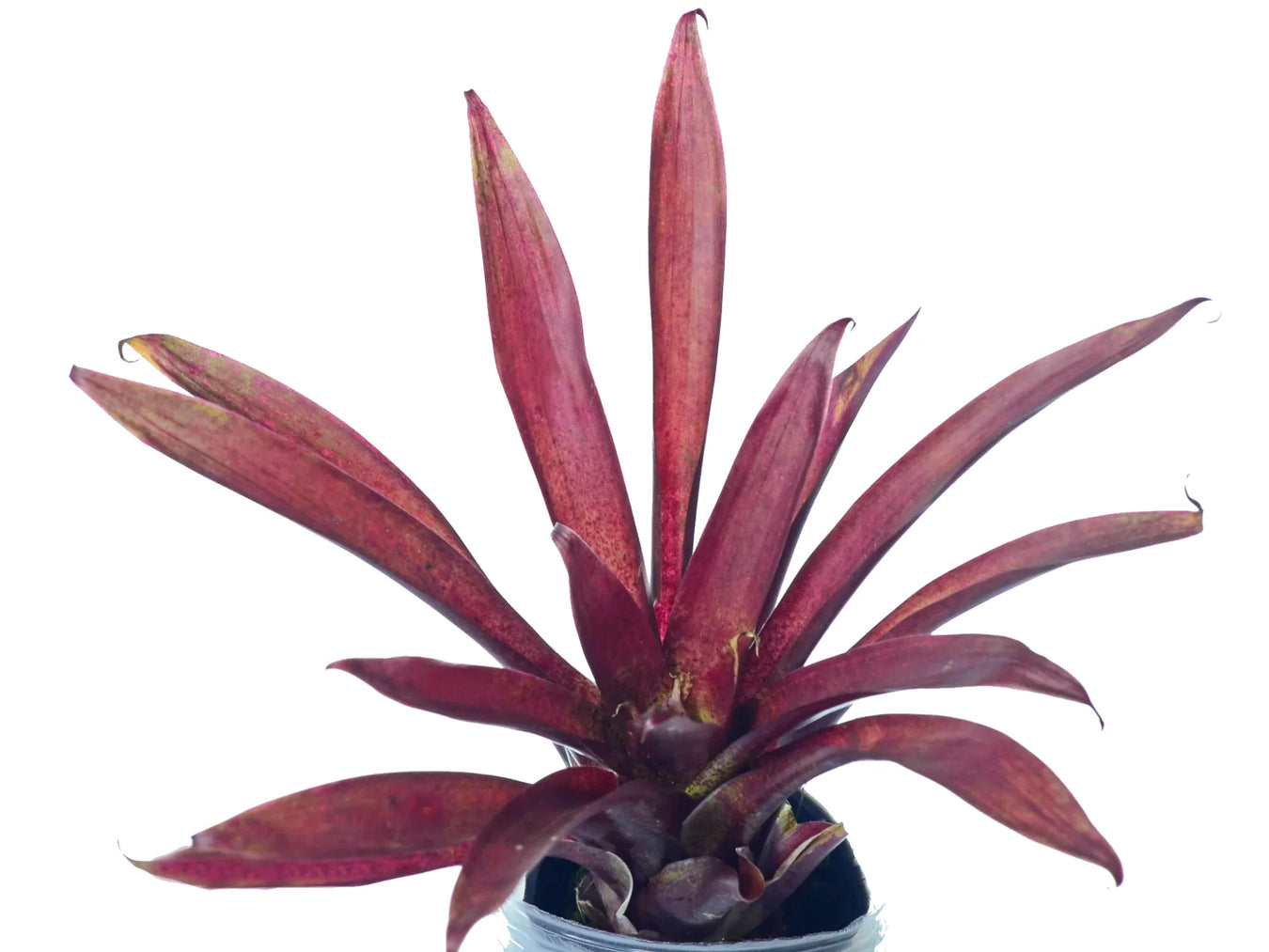 Bromeliáceas