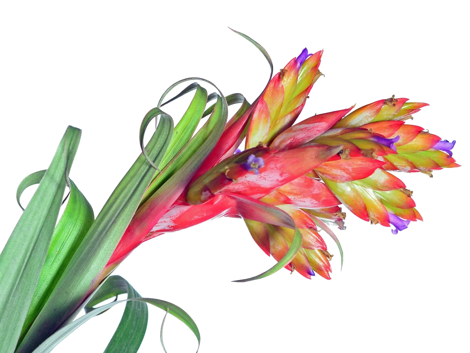 Tillandsia confertiflora