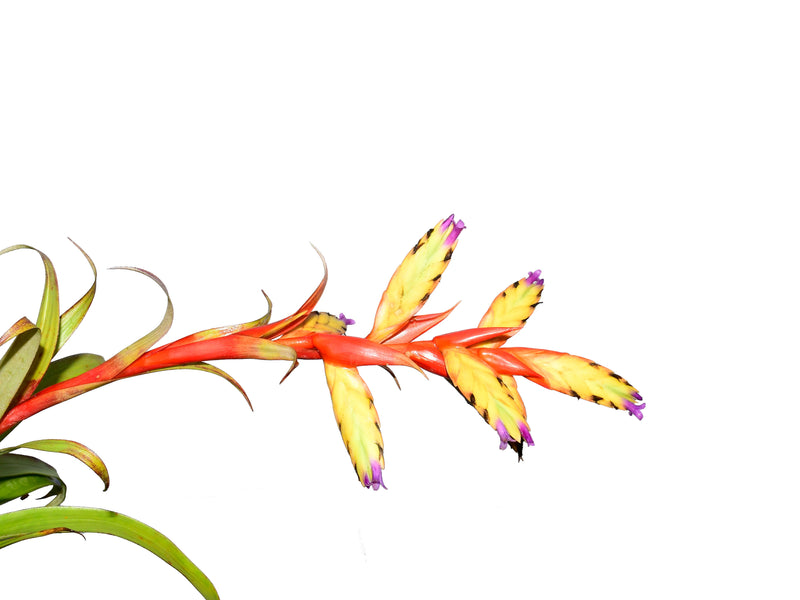 Tillandsia confertiflora var nana
