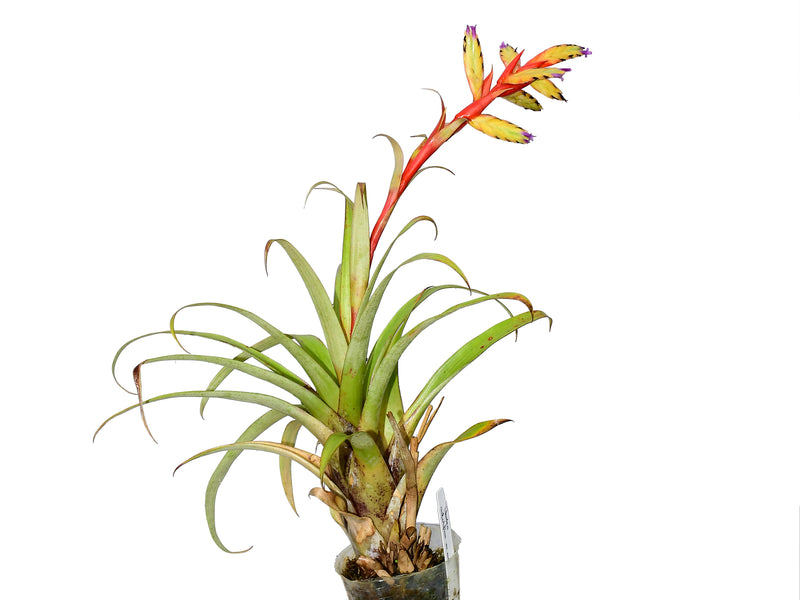 Tillandsia confertiflora var nana