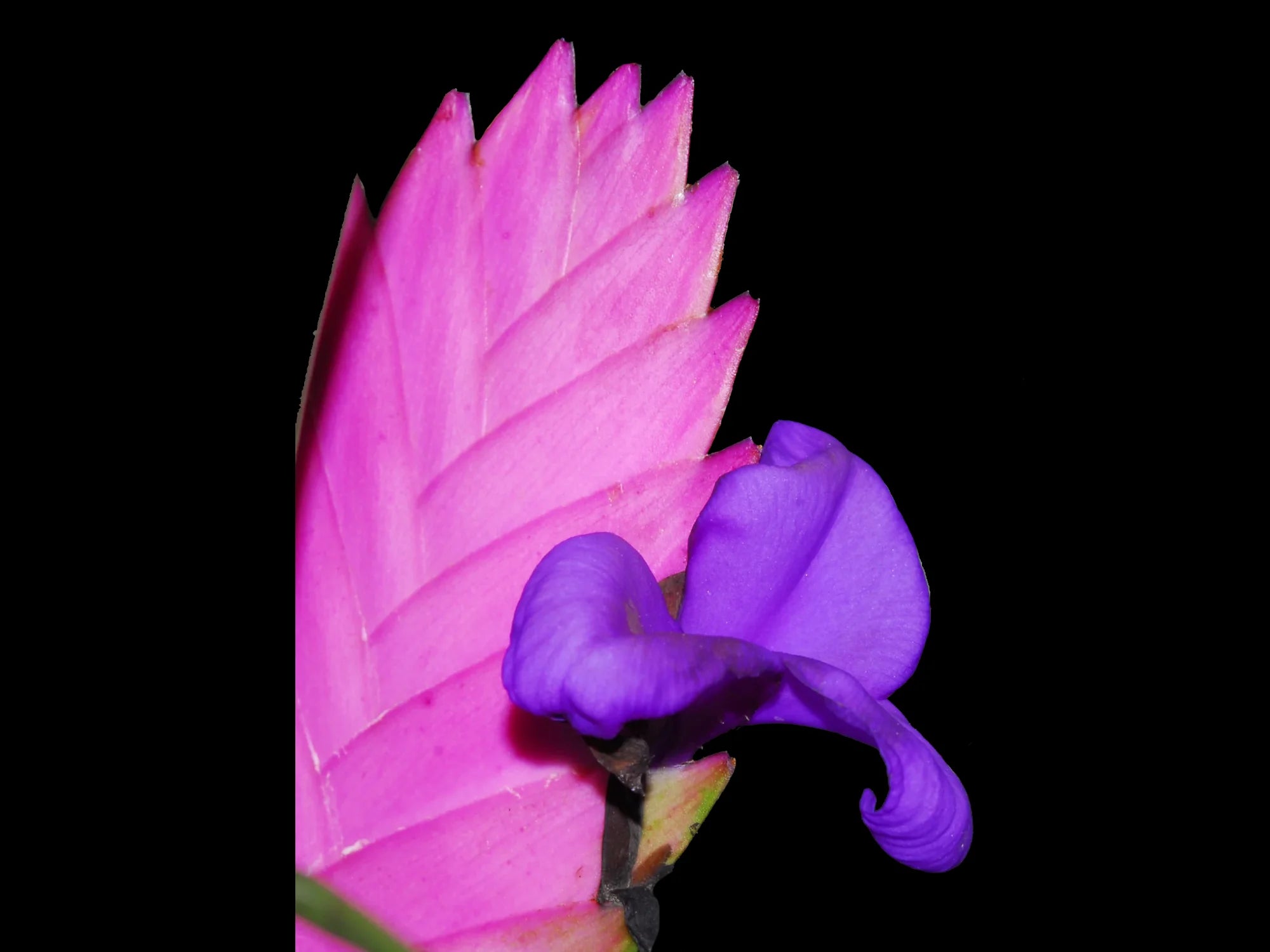 Tillandsia fragrans — Ecuagenera Orquídeas del Ecuador