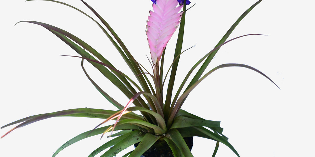 Tillandsia_cyanea_1200x600_cro