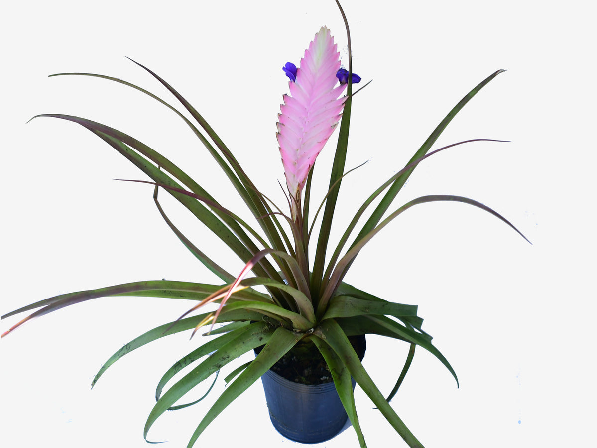 Tillandsia_cyanea_1200x899.jpg