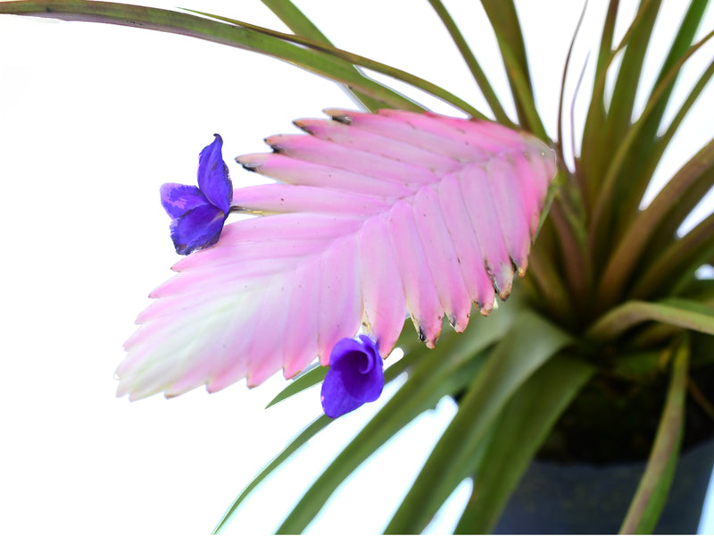 Tillandsia cyanea