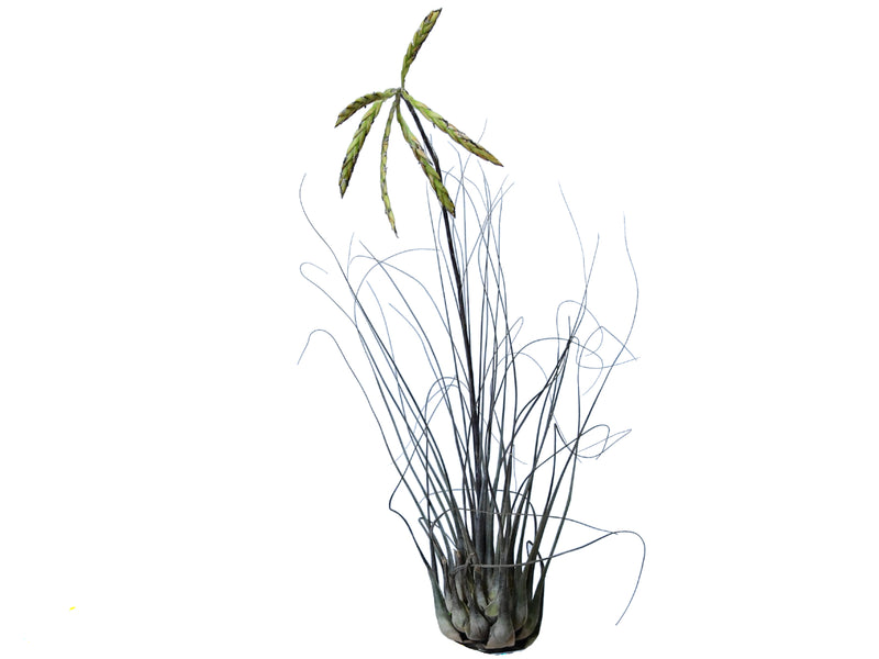 Tillandsia disticha 'Silver'