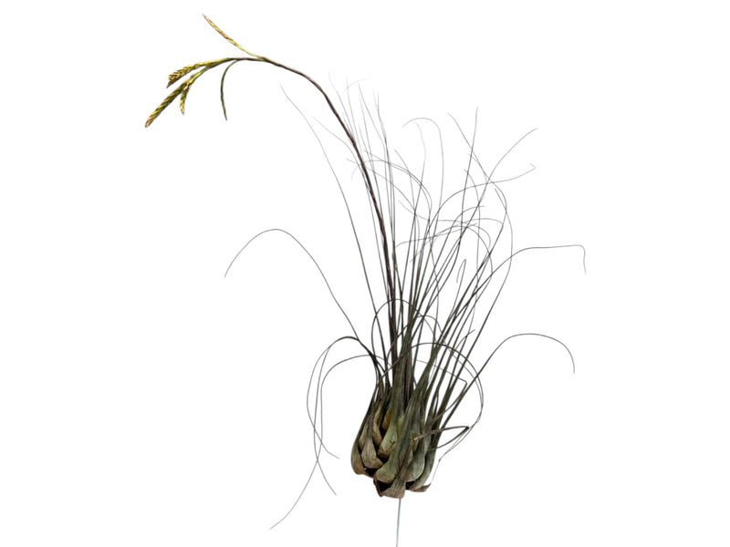 Tillandsia disticha 'Silver'