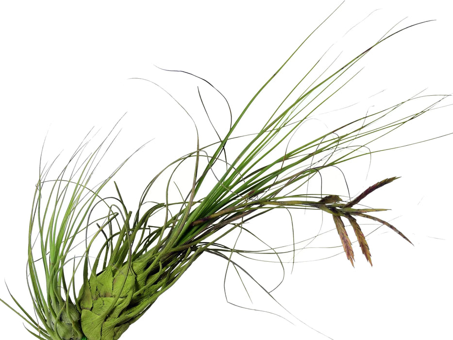 Tillandsia disticha var. minor