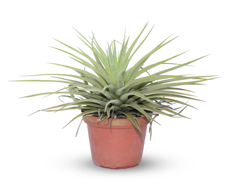 Tillandsia espinosae