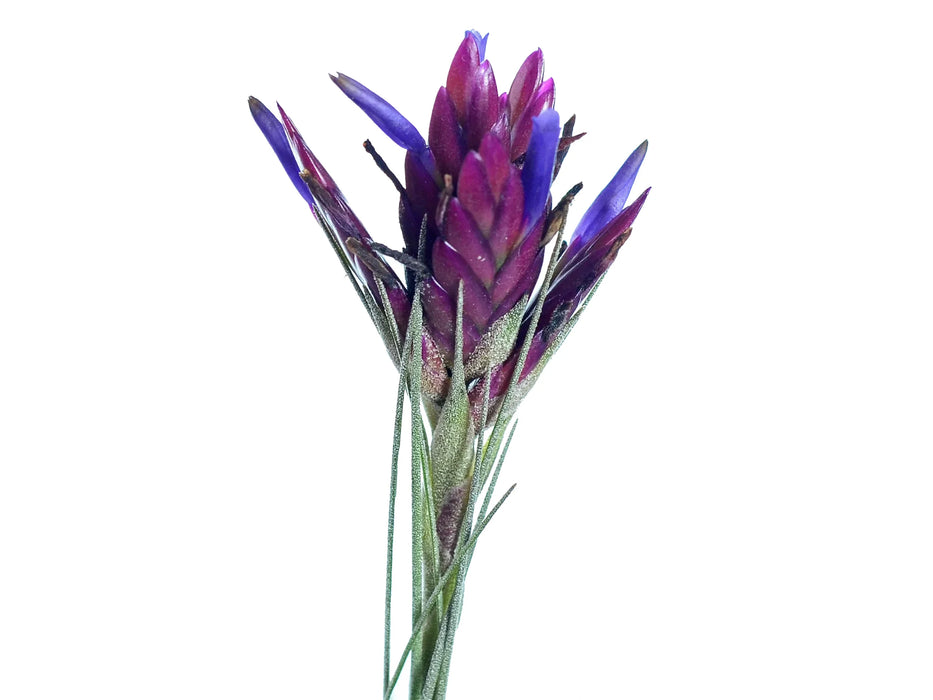 Tillandsia floribunda