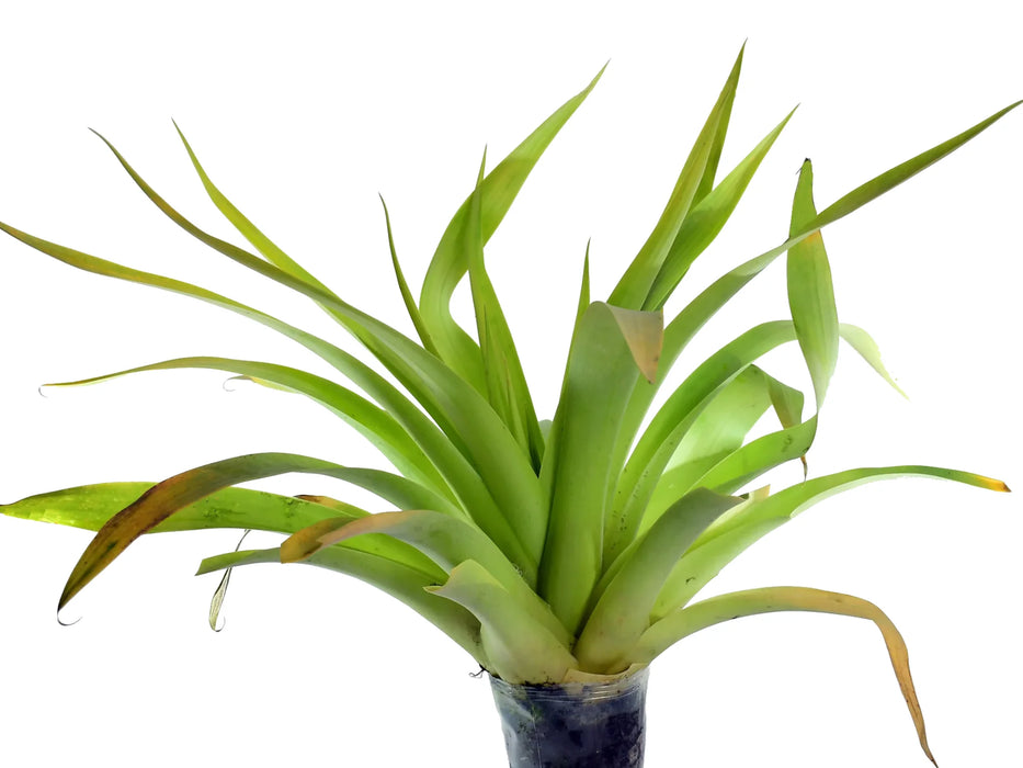 Tillandsia fraseri