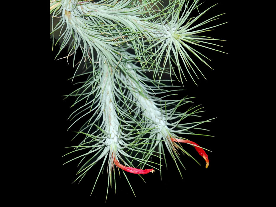 Tillandsia funckiana