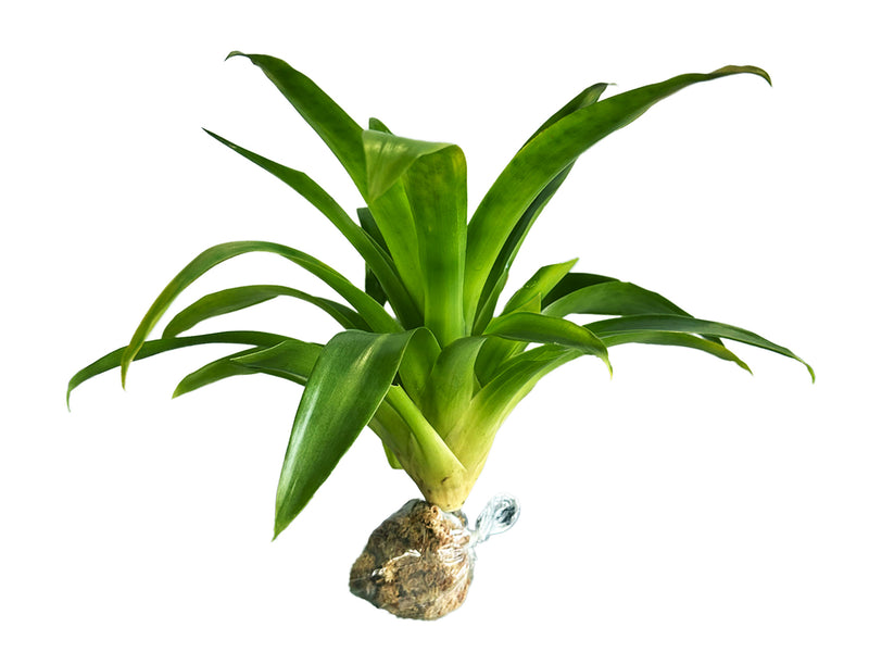 Tillandsia hamaleana