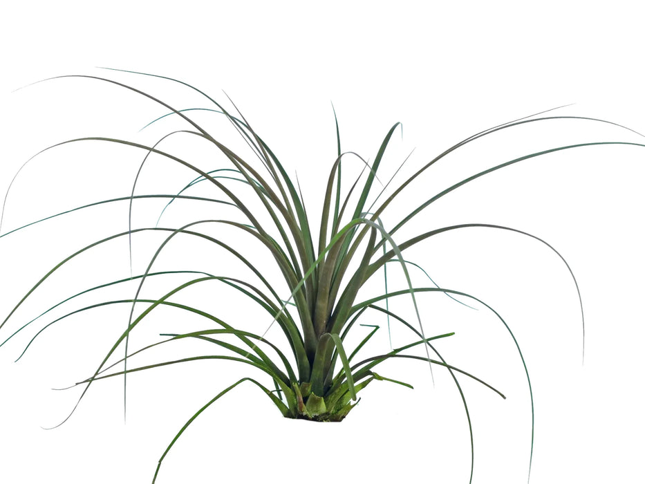 Tillandsia hirtzii