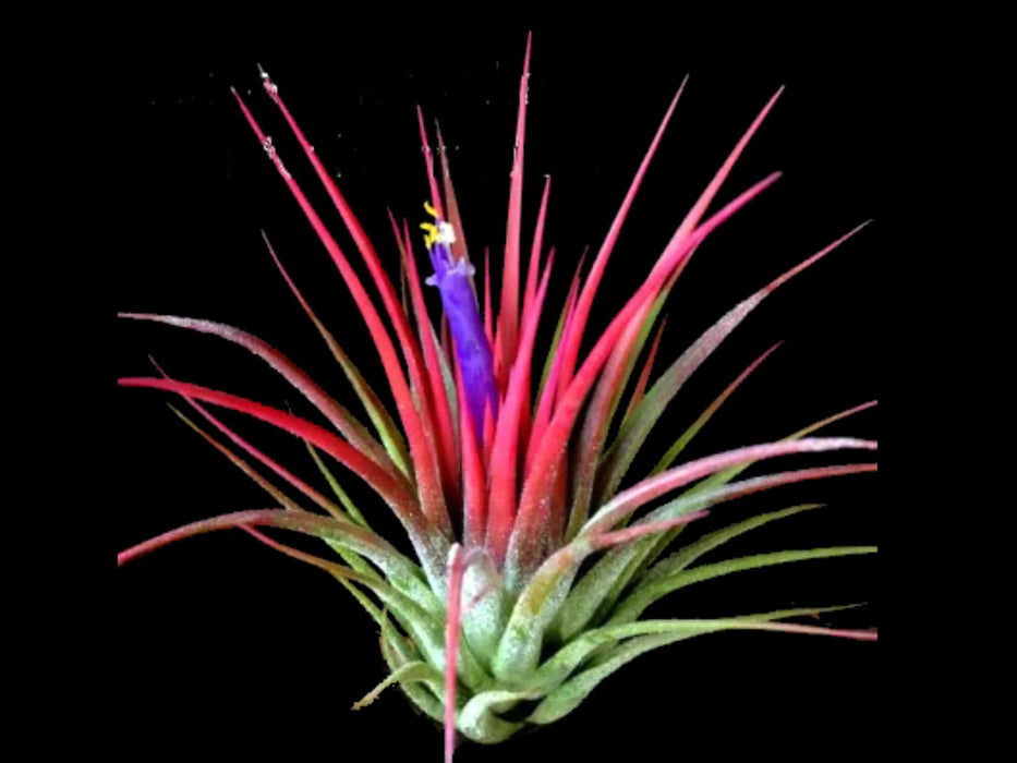 Tillandsia ionantha