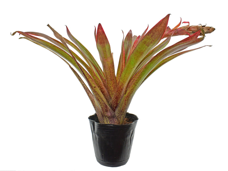 Tillandsia ionochroma