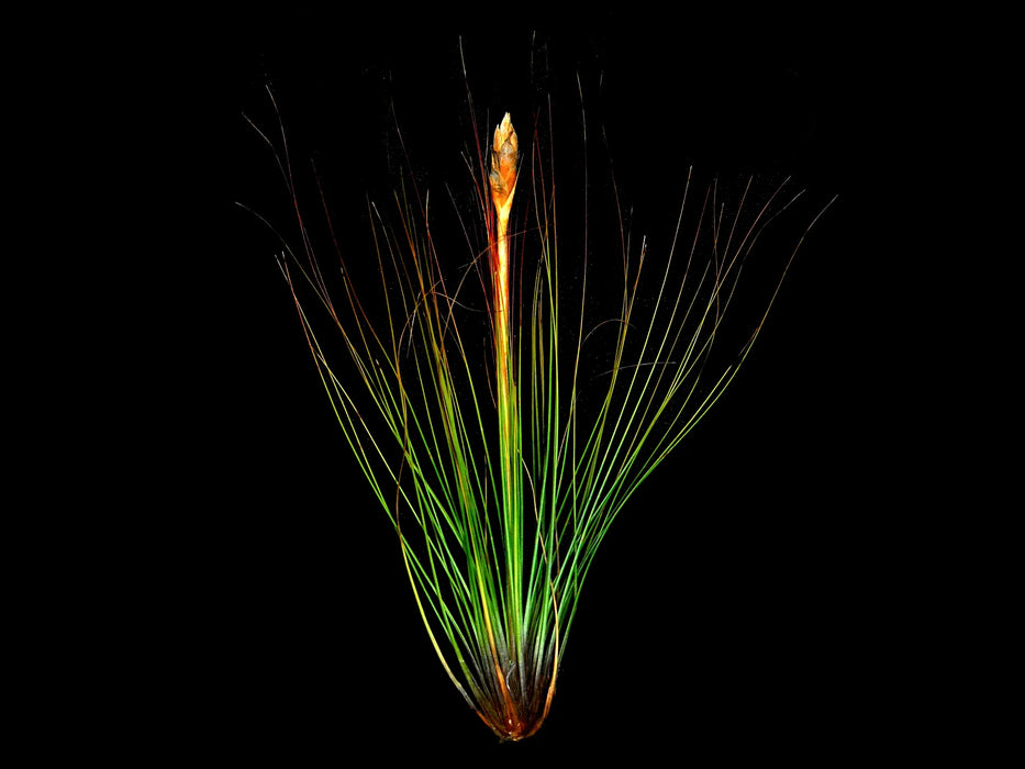 Tillandsia juncifolia