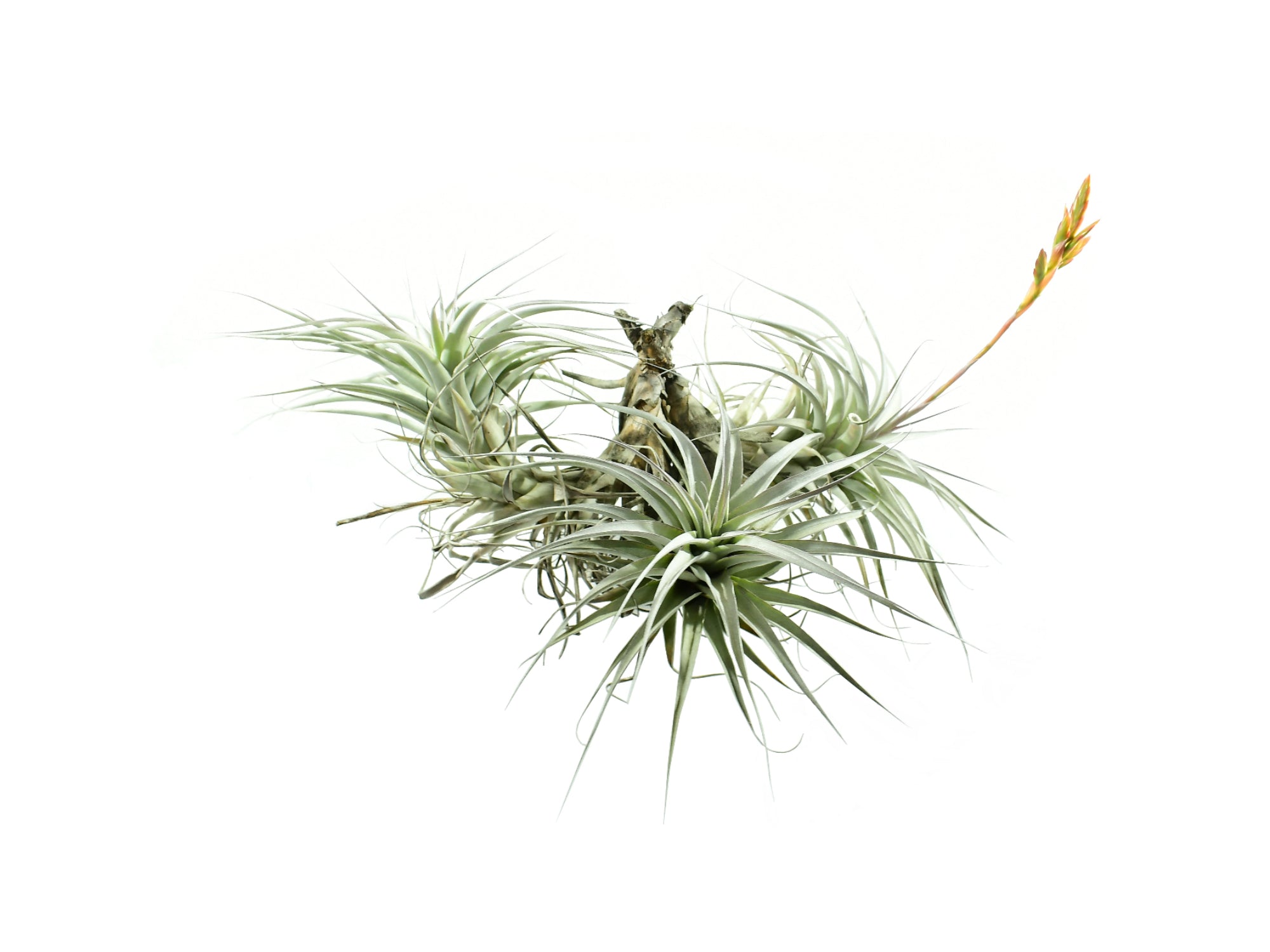 Tillandsia latifolia