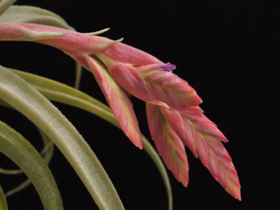 Tillandsia latifolia