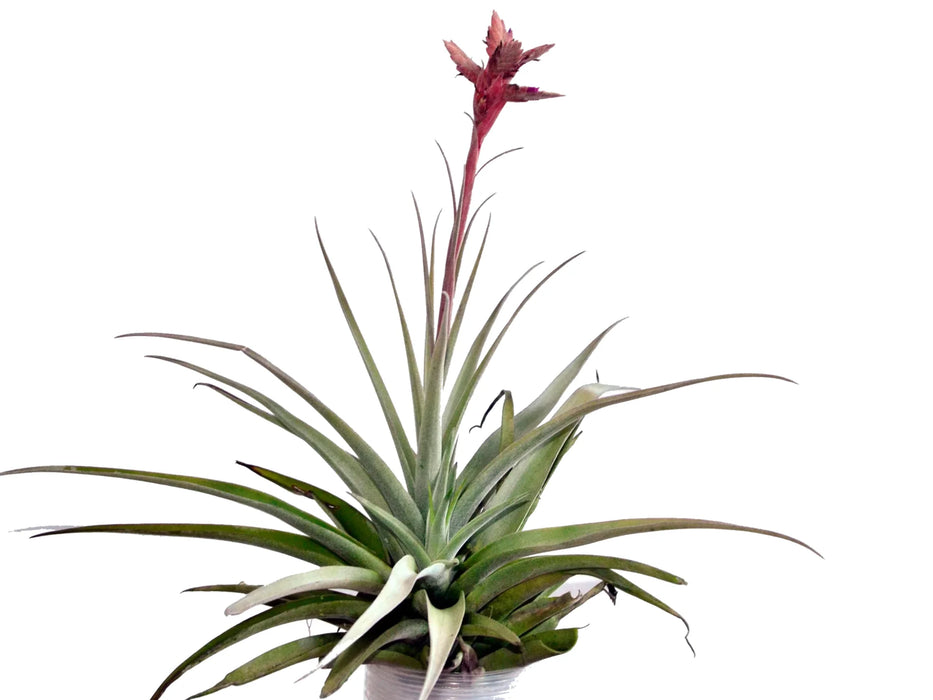 Tillandsia latifolia var. divaricata