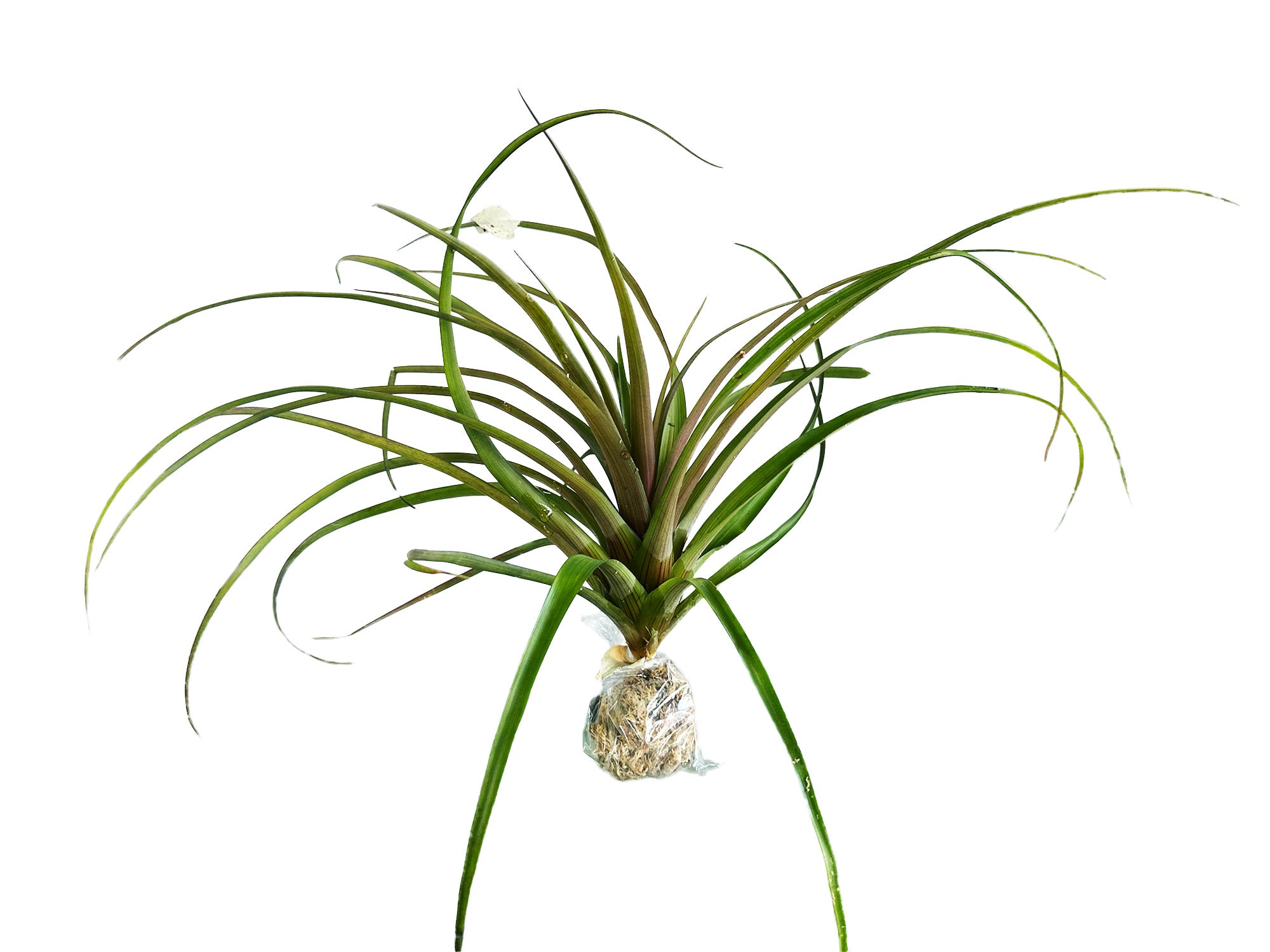 Tillandsia lindenii — Ecuagenera Orquídeas del Ecuador