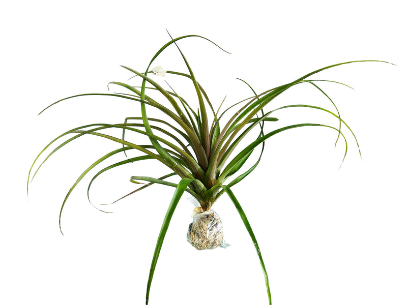 Tillandsia lindenii