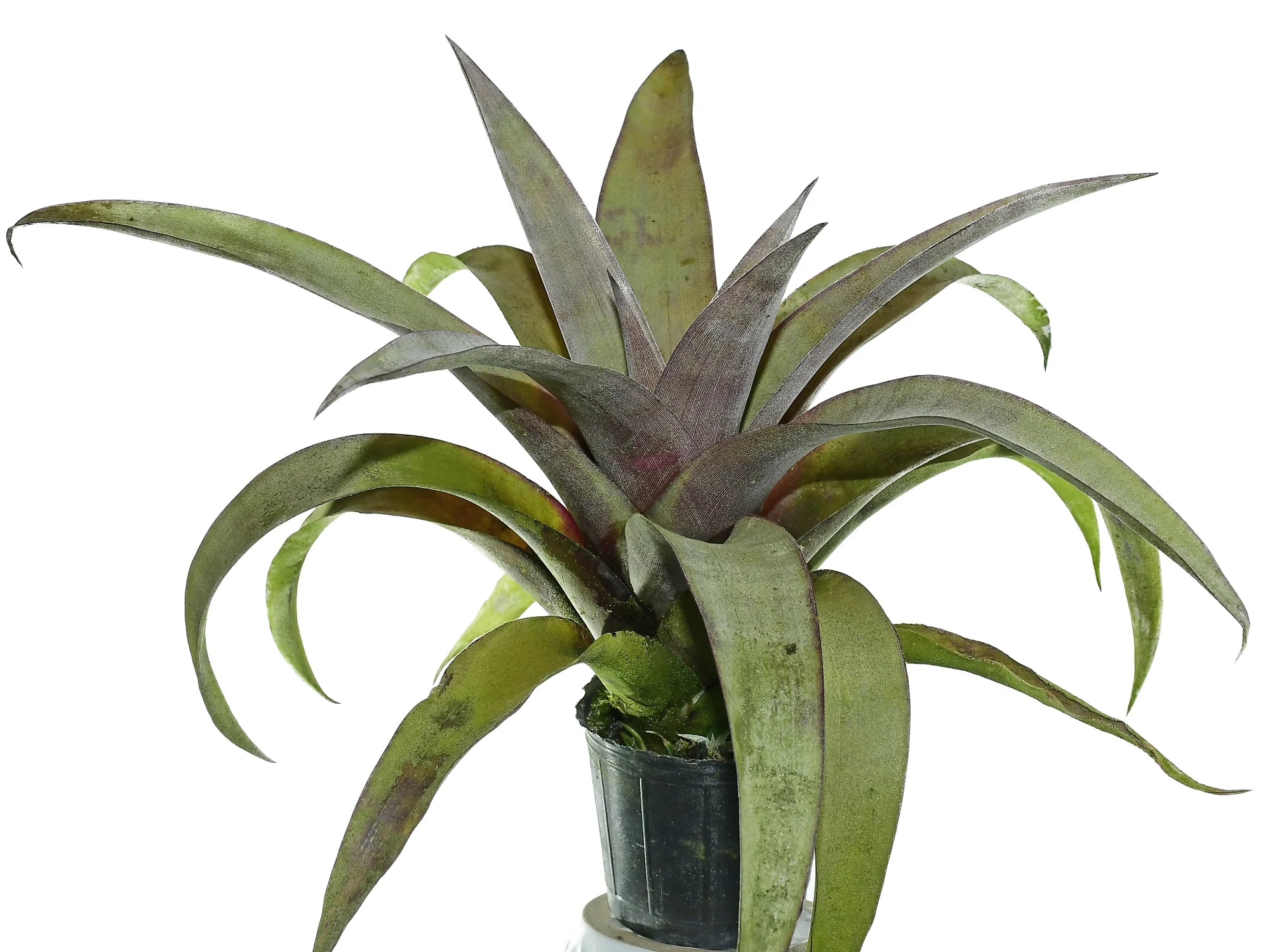 めこ出品 Tillandsia marnier-lapostollei チランジア・マルニエルラポストレイ