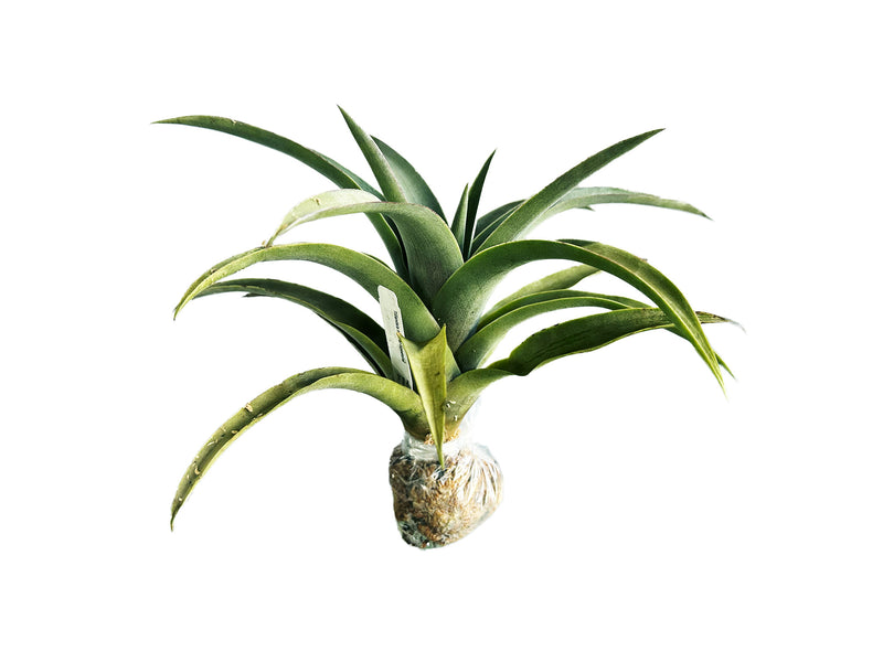 Tillandsia marnier-lapostollei