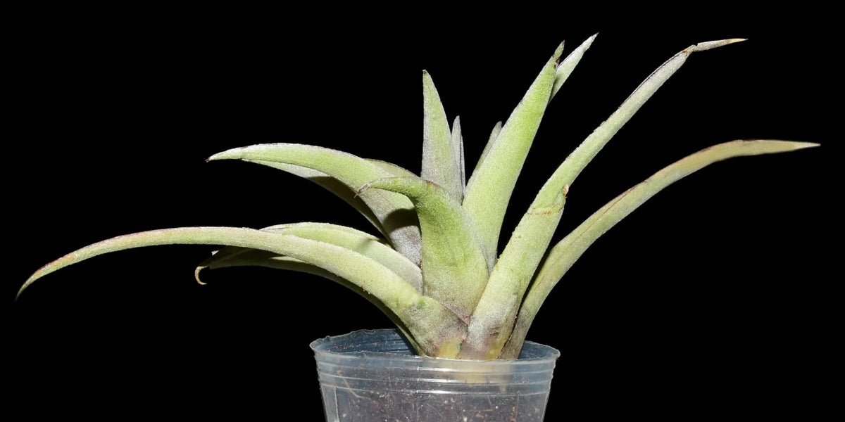 Tillandsia_mima_1200x600_crop_