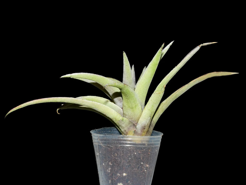 Tillandsia mima