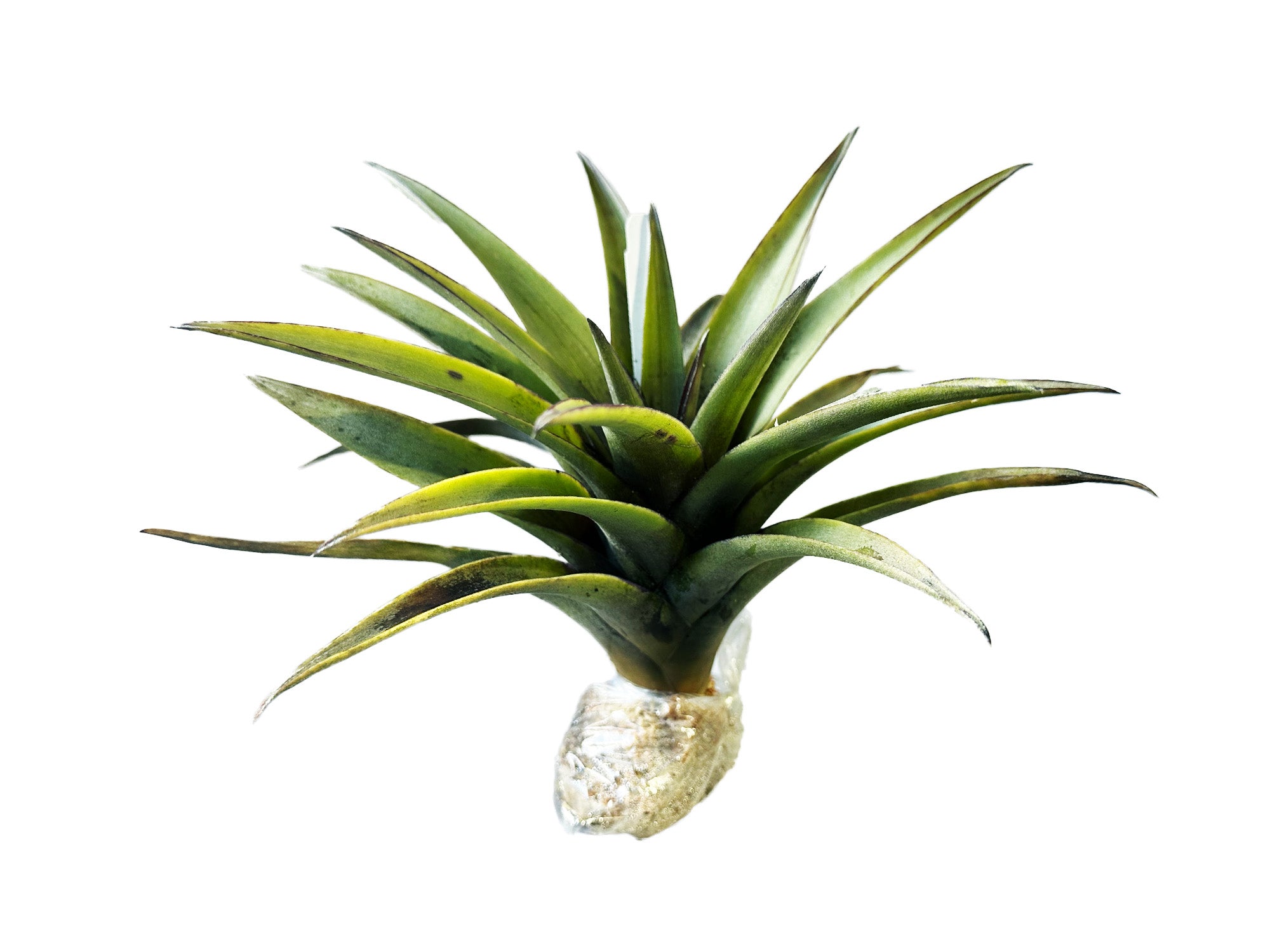 Tillandsia mima — Ecuagenera Orquídeas del Ecuador