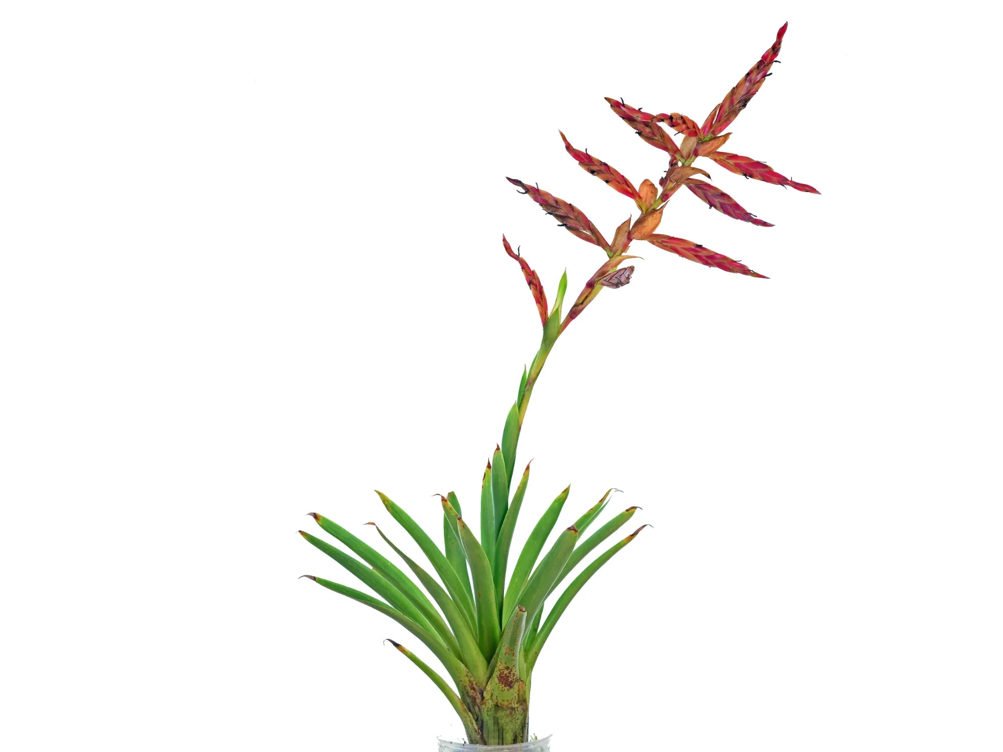 Tillandsia naundorffiae — Ecuagenera Orquídeas del Ecuador