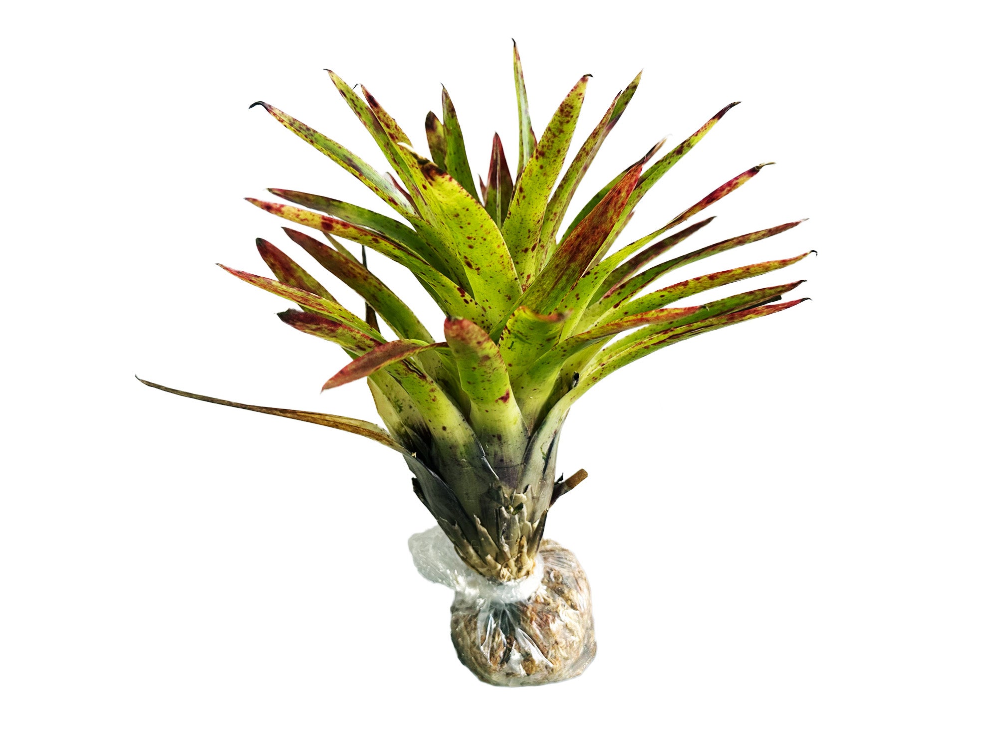Tillandsia naundorffiae — Ecuagenera Orquídeas del Ecuador
