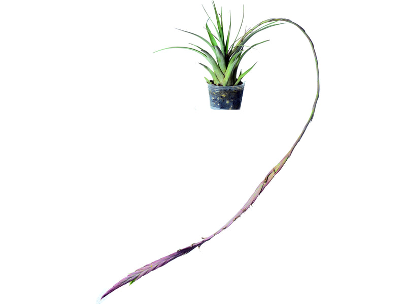 Tillandsia penduliscapa