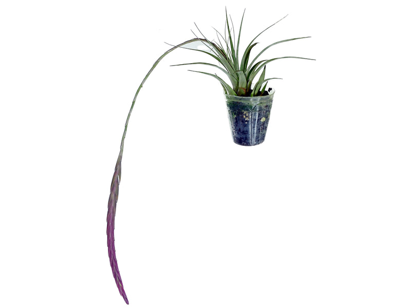 Tillandsia penduliscapa