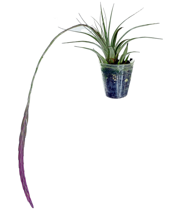 Tillandsia penduliscapa