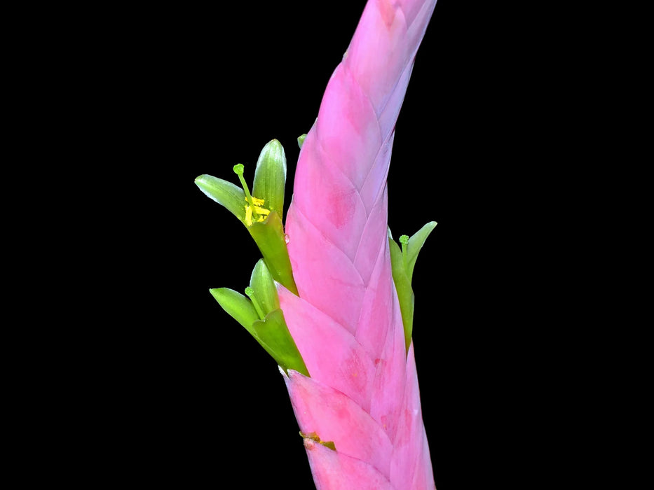 Tillandsia petraea