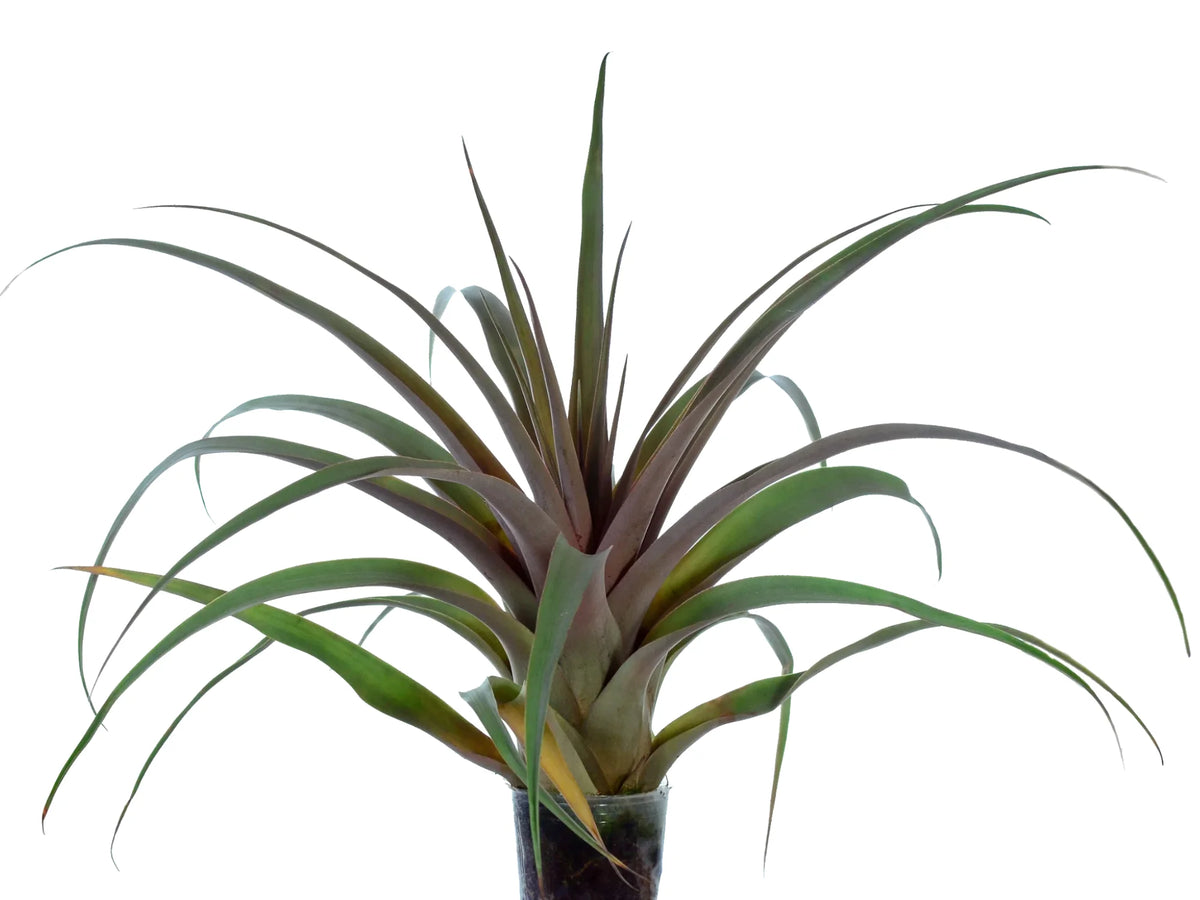 Tillandsia_portillae_1200x900.