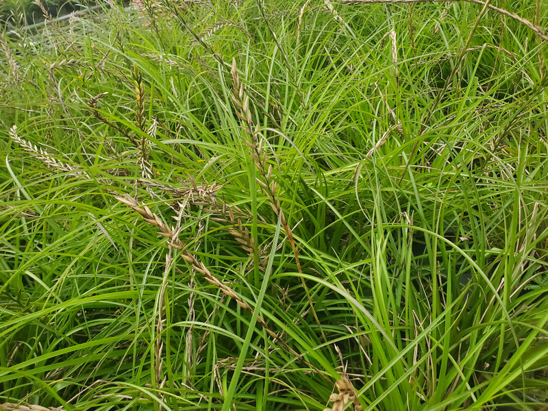 Tillandsia scaligera