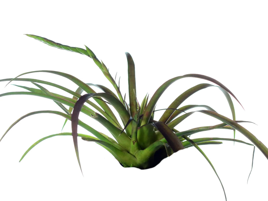 Tillandsia scaligera