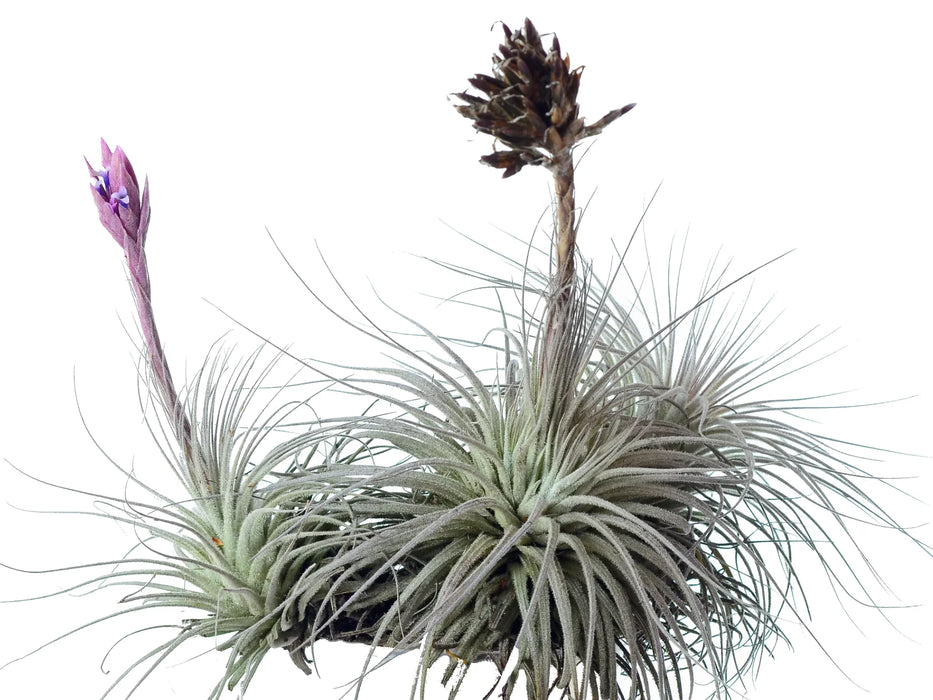 Tillandsia tectorum