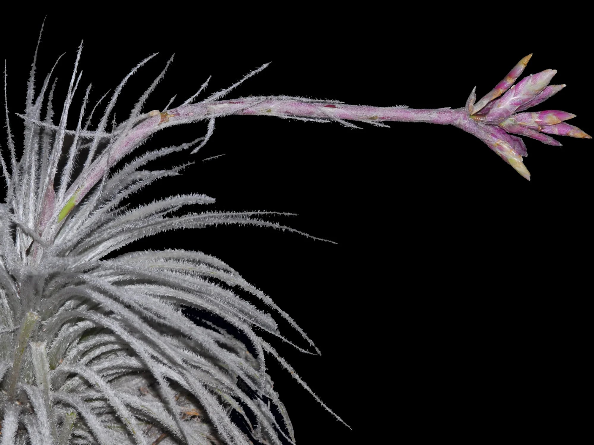 Tillandsia tectorum var. rupicola