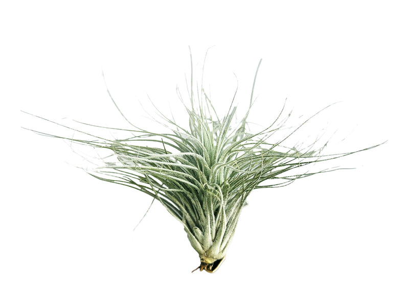 Tillandsia tectorum var. rupicola