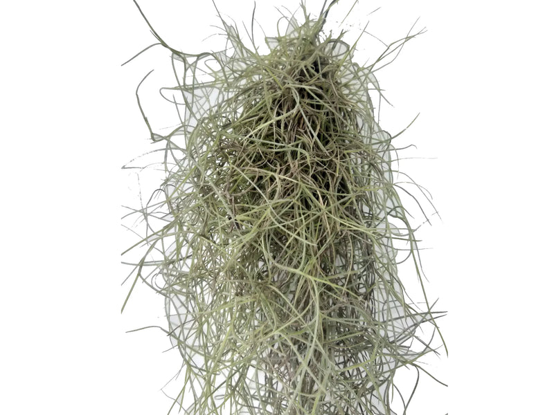 tillandsia usneoides air plant Tillandsia usneoides