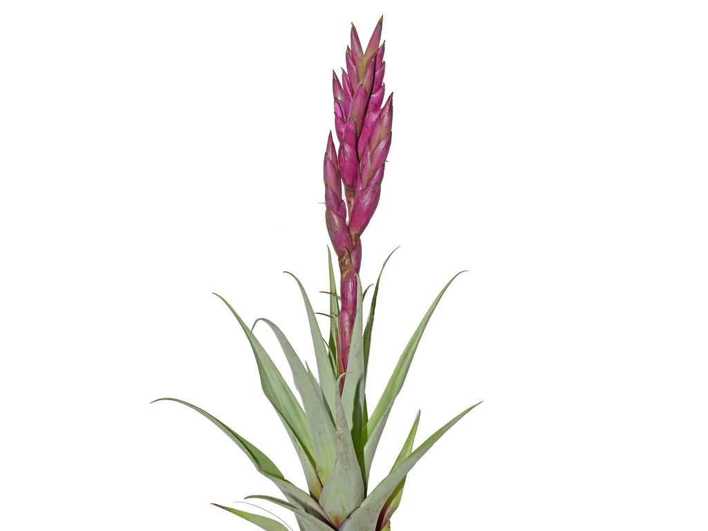 Tillandsia_walteri_1024x1024.