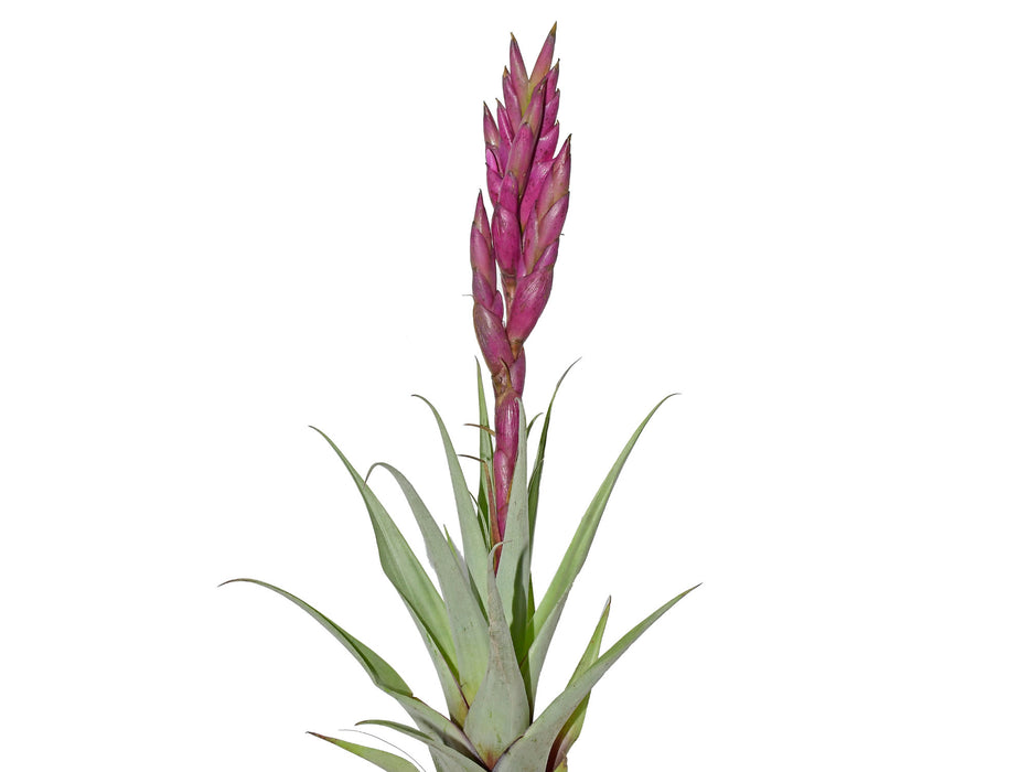 Tillandsia walteri