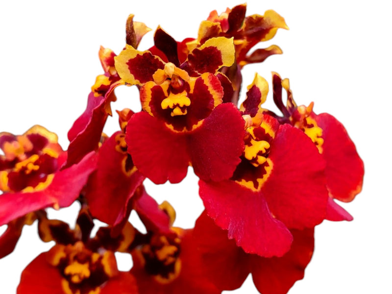 Tolumnia Jairak Firm 'Big Bang'