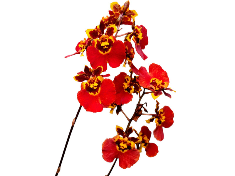 Tolumnia Jairak Firm 'Big Bang'